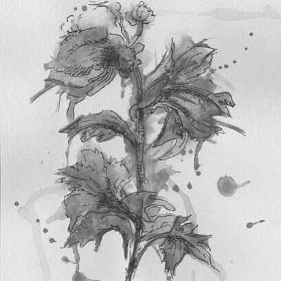 carta_53